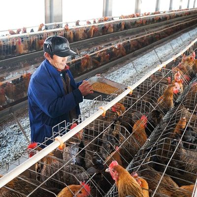 기계 토끼 닭에게 5 밀리미터를 만들어주는 큰 능력 가금류 환약