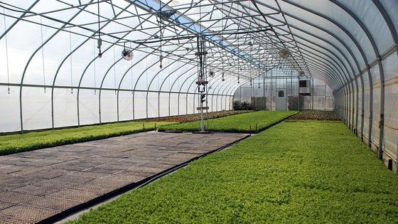 직류 전기로 자극된 철골 폴리에틸렌필름 온실 3.2m 높은 터널 온실
